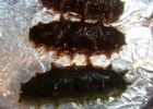 Sea Cucumber Extract